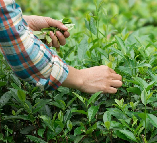 hands-picking-tea-leaves-in-garden hands-picking-tea-leaves-in-garden